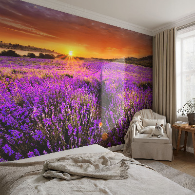 Fototapet stue Lavendel Solnedgang