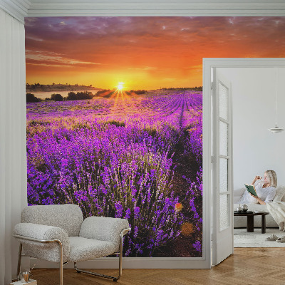 Fototapet stue Lavendel Solnedgang