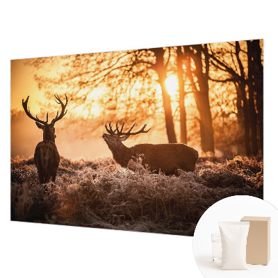 Stor fototapet Hjorte om morgenen