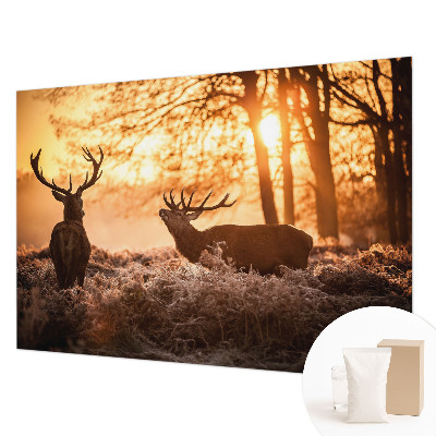 Stor fototapet Hjorte om morgenen