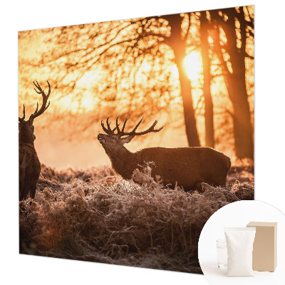 Stor fototapet Hjorte om morgenen