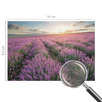 Vlies fototapet med motiv af lavendelmarker