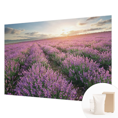 Vlies fototapet med motiv af lavendelmarker