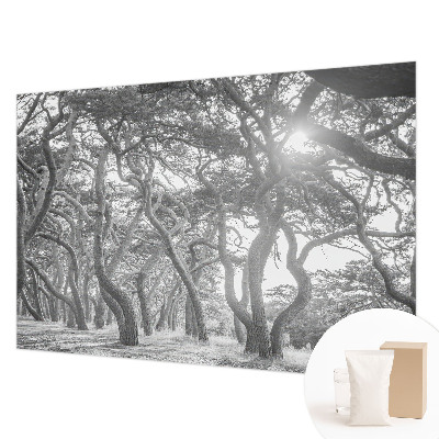 Fotovæg Atmosfærisk skov