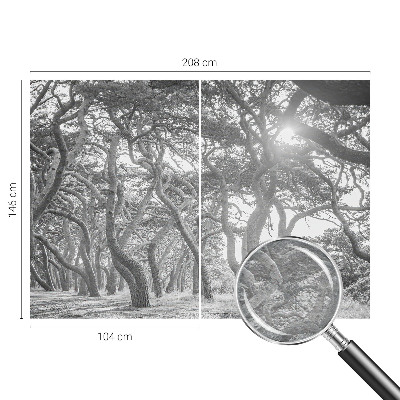 Fotovæg Atmosfærisk skov