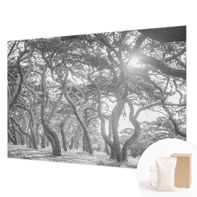 Fotovæg Atmosfærisk skov