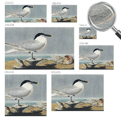 Fotostat med motiv af fugle i et stilfuldt, ornitologisk design