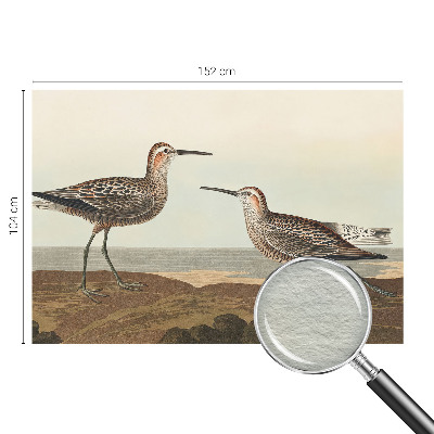 Fotovæg Fuglesilhuetter