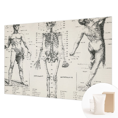 Fototapet med klassisk anatomisk motiv