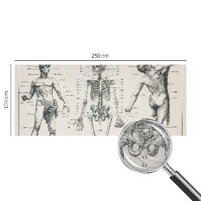 Fototapet med klassisk anatomisk motiv