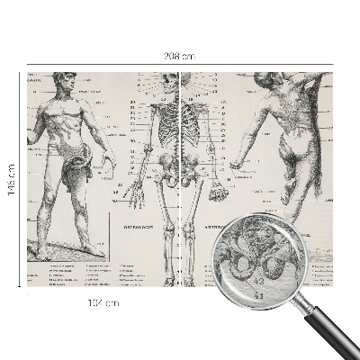 Fototapet med klassisk anatomisk motiv