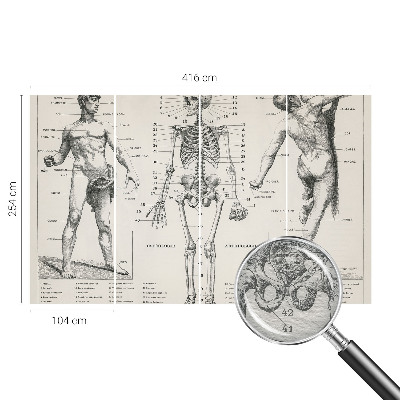 Fototapet med klassisk anatomisk motiv