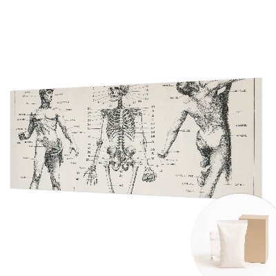Fototapet med klassisk anatomisk motiv