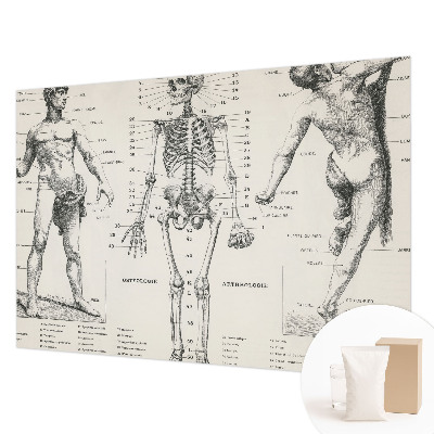 Fototapet med klassisk anatomisk motiv