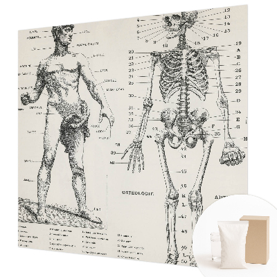 Fototapet med klassisk anatomisk motiv