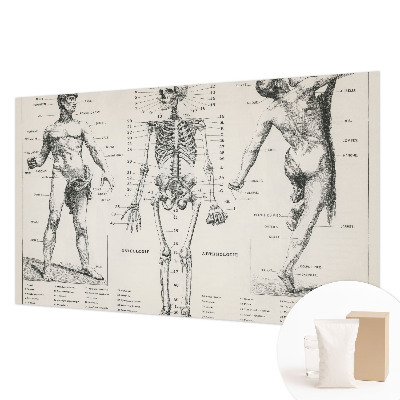 Fototapet med klassisk anatomisk motiv
