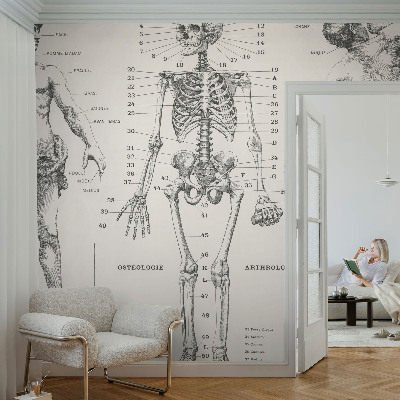 Fototapet med klassisk anatomisk motiv