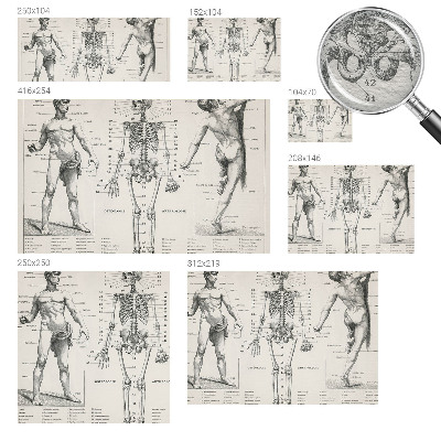 Fototapet med klassisk anatomisk motiv