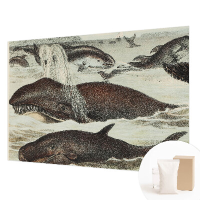 Fotovæg med motiv af havdyr