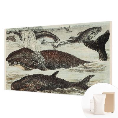 Fotovæg med motiv af havdyr