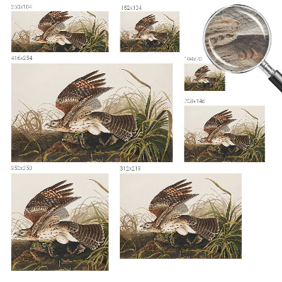 Fotostat Vinget skønhed