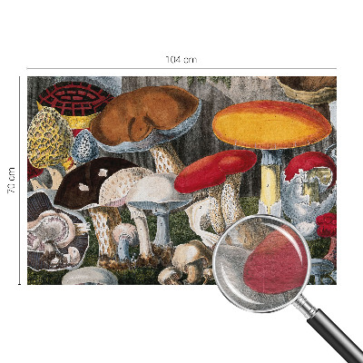 Høj kvalitet fototapet med motiv af botaniske svampe