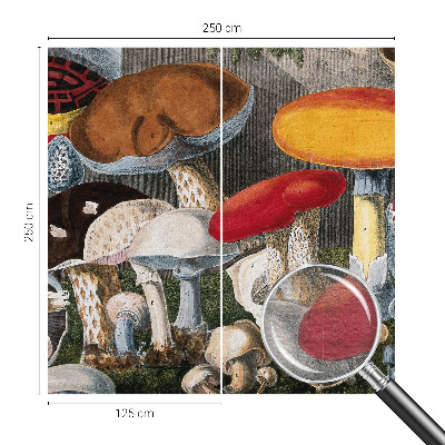 Høj kvalitet fototapet med motiv af botaniske svampe