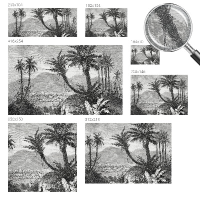 Fototapet stue Tropisk oase