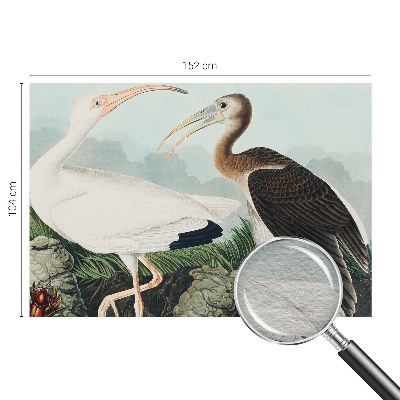 3D fototapet Fuglepar