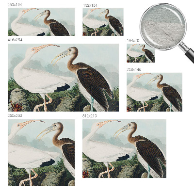 3D fototapet Fuglepar