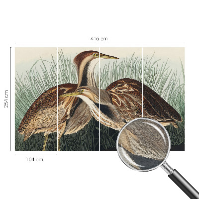 Foto tapet Realistiske fugle