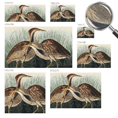 Foto tapet Realistiske fugle