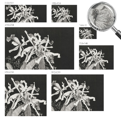 Fotovæg med illustration af en orkidé