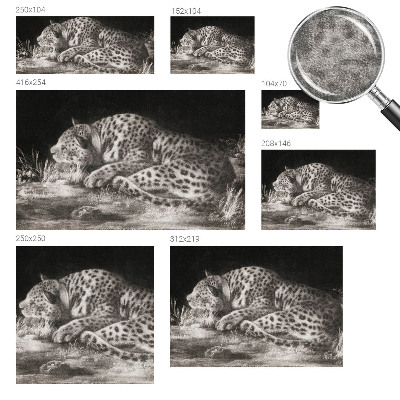 Fotovæg Leopard hviler sig