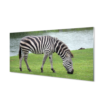 Billede på akrylglas Zebra