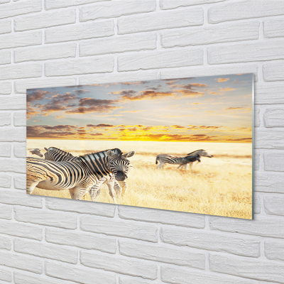 Akrylglas billede Zebrafelt solnedgang