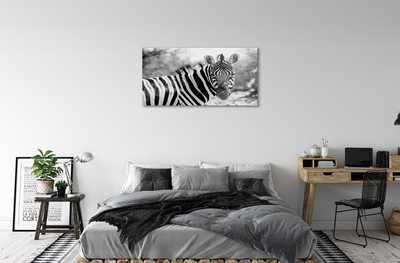 Foto på akryl Retro zebra