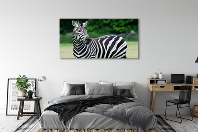 Foto til lærred Zebra field