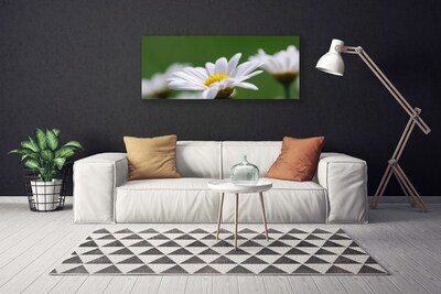 Billede på lærred Daisy Wall Art