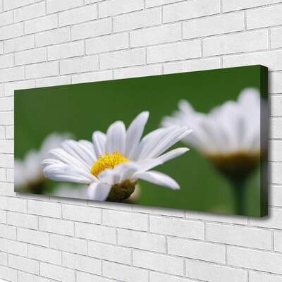 Billede på lærred Daisy Wall Art