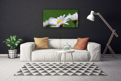 Billede på lærred Daisy Wall Art