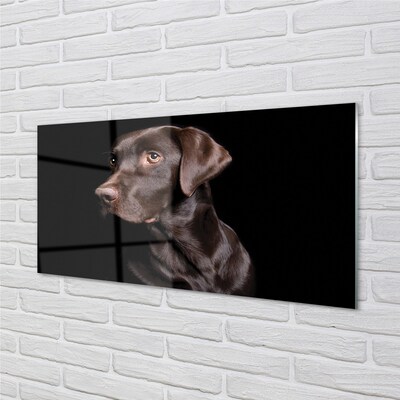 Glasfoto Brun hund