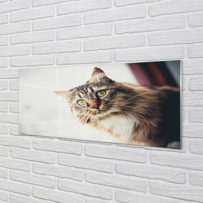 Billede glas Maine coon kat