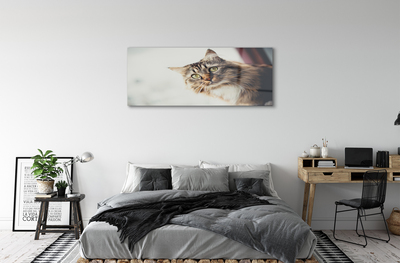 Billede glas Maine coon kat