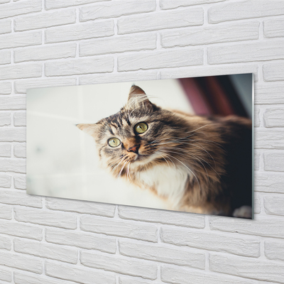 Billede glas Maine coon kat