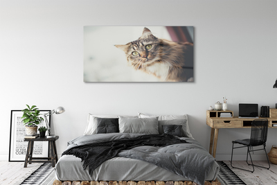 Billede glas Maine coon kat