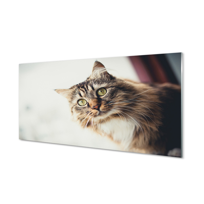 Billede glas Maine coon kat