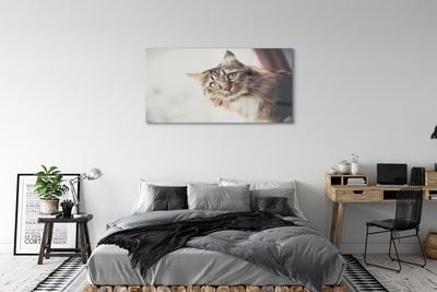 Billede glas Maine coon kat