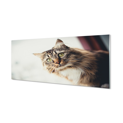 Billede glas Maine coon kat