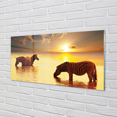 Billede glas Zebra vand solnedgang